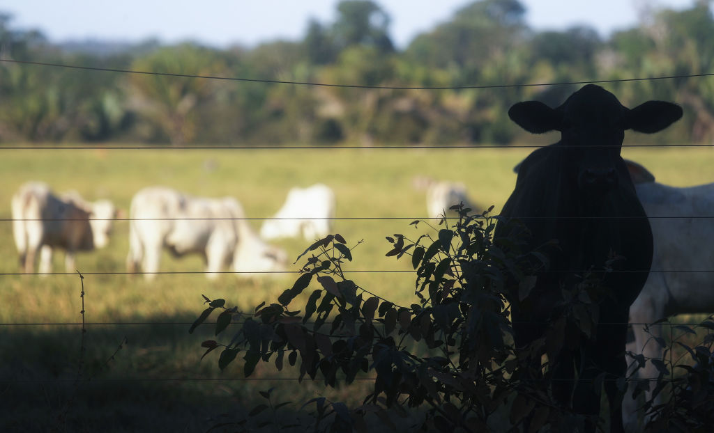 Fazenda no Brasil (Foto: Mario Tama/Getty Images)