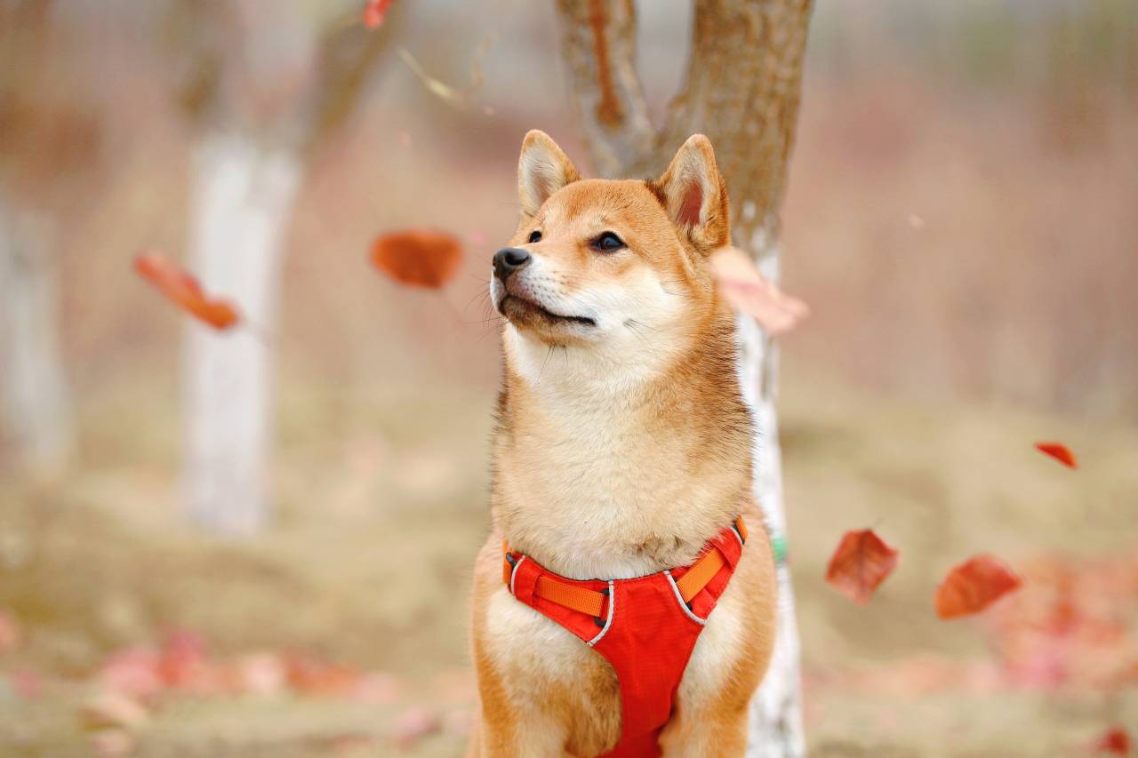 Cachorro da raça Shiba Inu (Jaycee Xie/Unsplash)