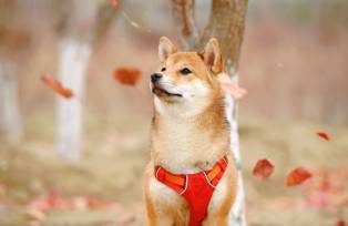 shiba inu dog