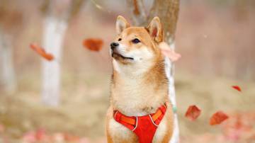 shiba inu dog