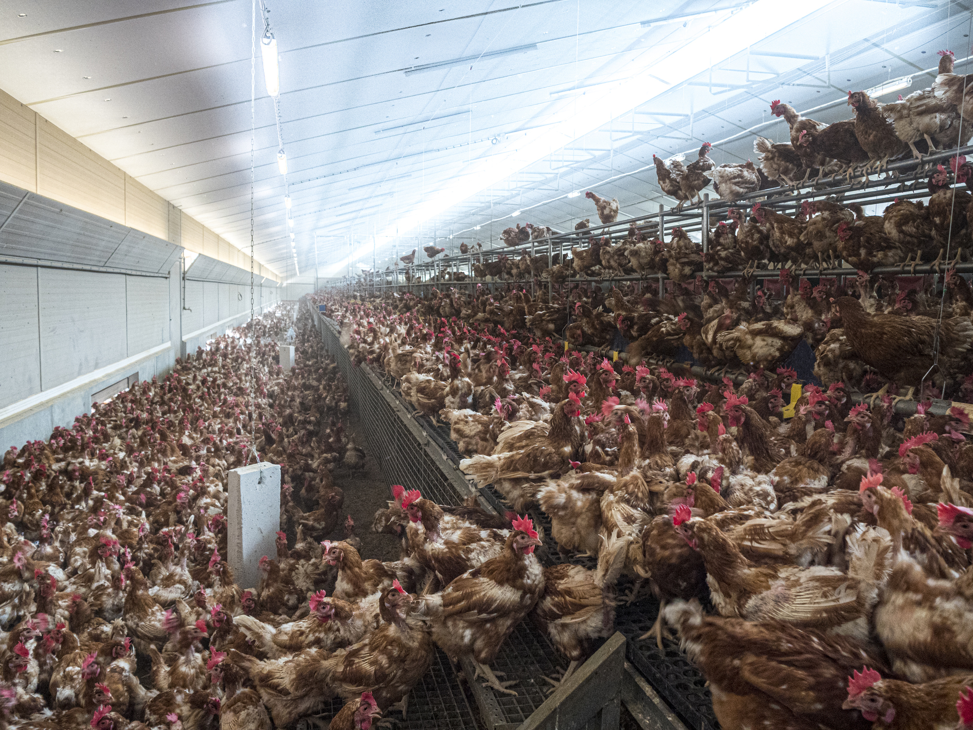 Interior of chicken farm with many chickens