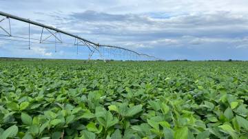 Fazenda do Meio, da BrasilAgro, na Bahia (Divulgação)