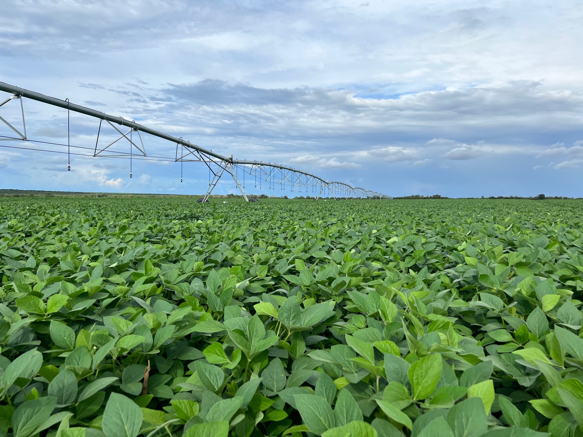 Fazenda do Meio, da BrasilAgro, na Bahia (Divulgação)