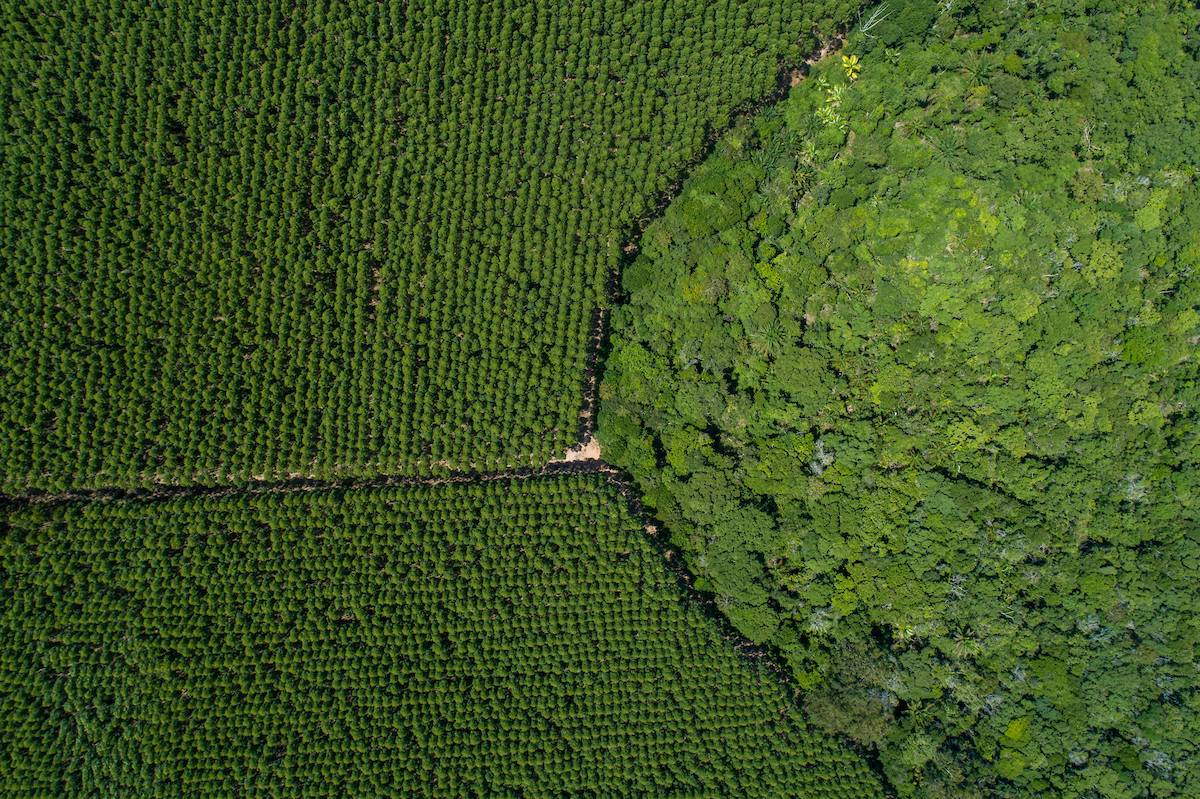 Floresta plantada pela Suzano Papel e Celulose em Mucuri, na Bahia