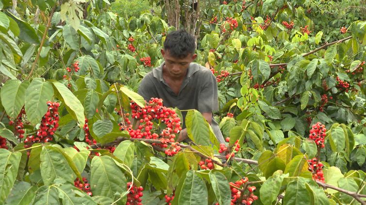 Guaraná: os olhos da floresta (Foto: TV Brasil)