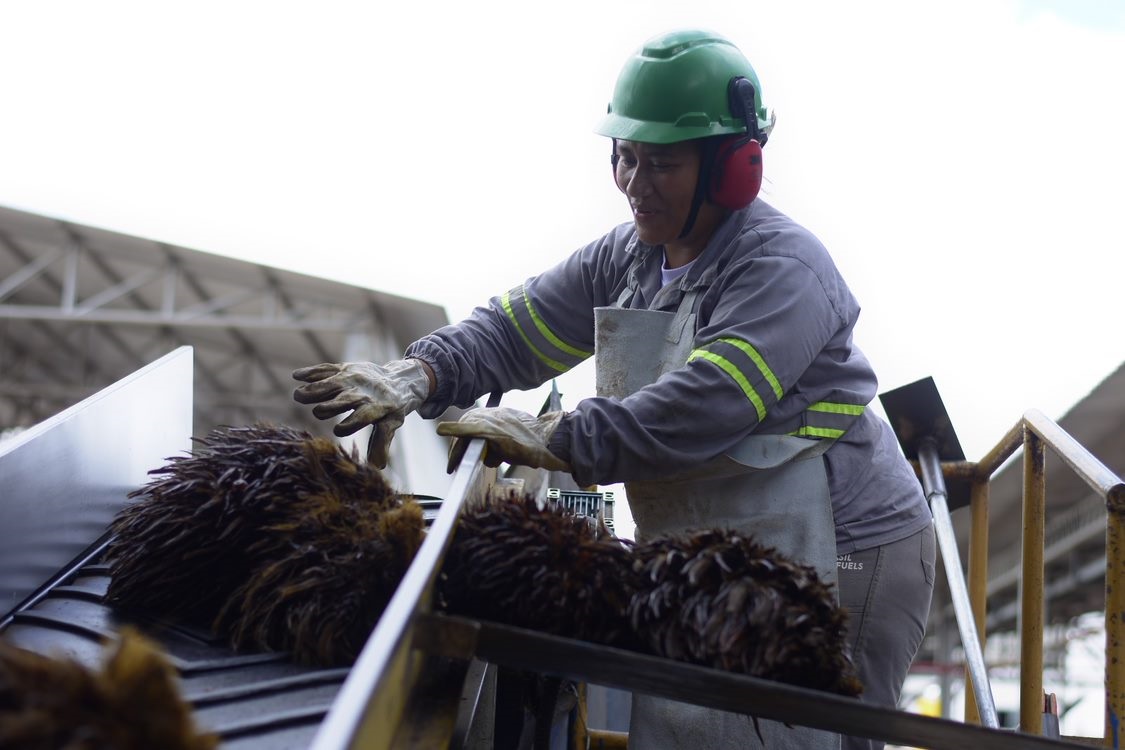 BBF: produção de palma pode incentivar a economia na Amazônia (Divulgação)