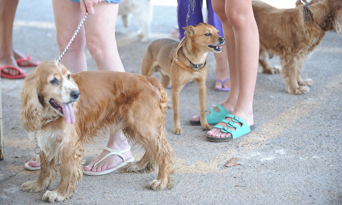Cachorros em coleiras (Foto: FABIO RODRIGUES-POZZEBOM/ABR
Saúde)