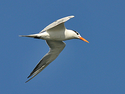  garajau-real (Thalasseus maximus) Foto: Wikimedia Commons