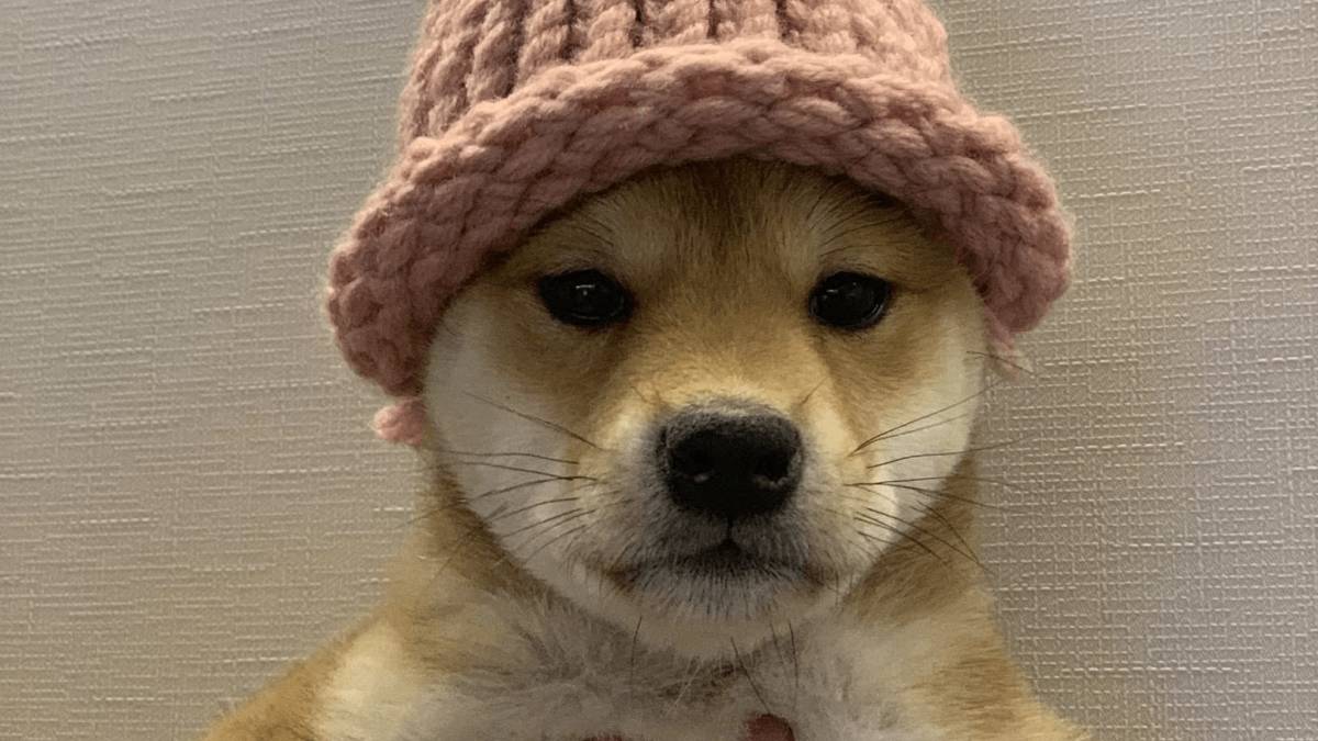 Meme de cachorro usando chapéu inspira última moda das memecoins (Reprodução/X)