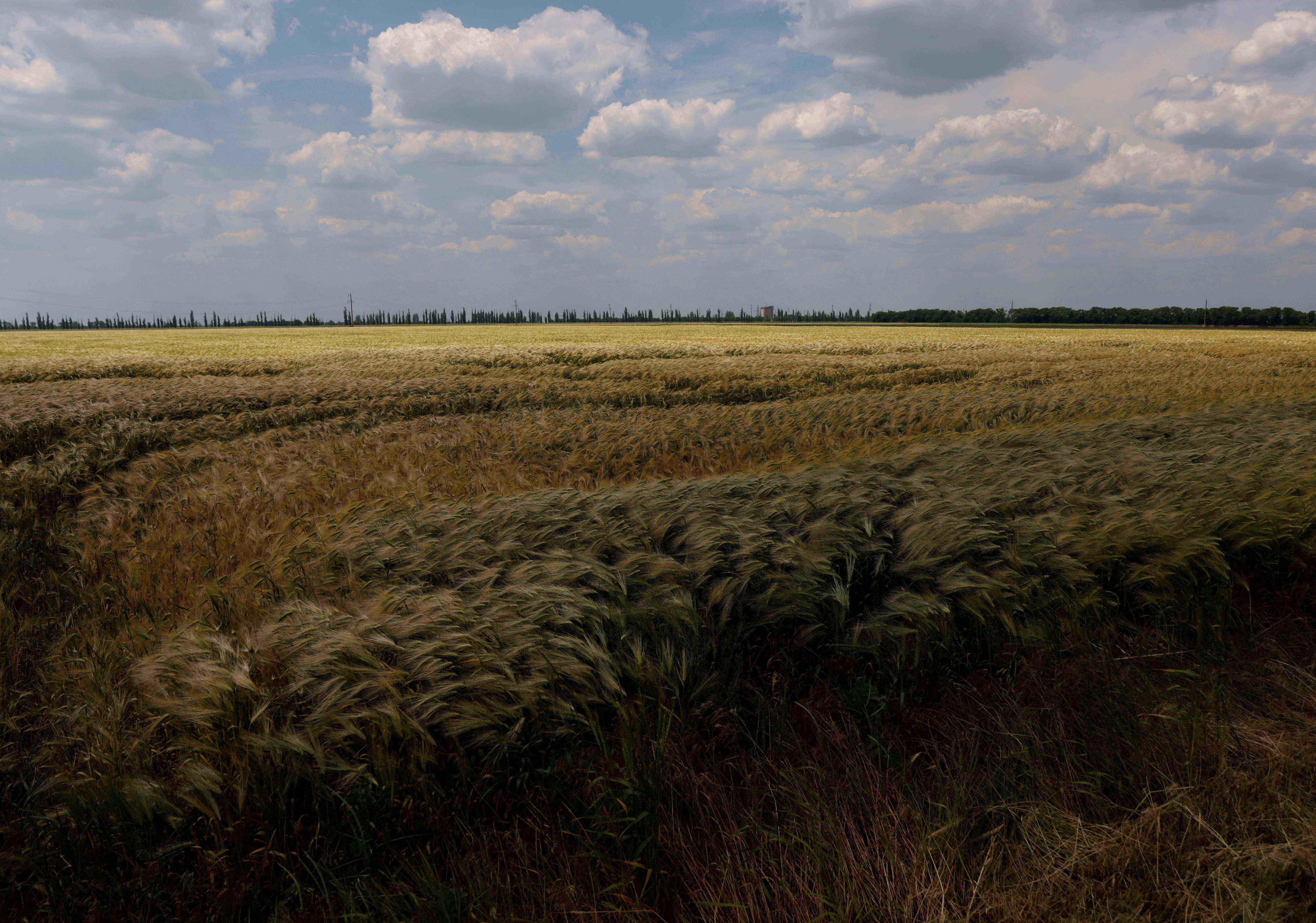 Lavoura de trigo (Foto: Edgar Su/Reuters)