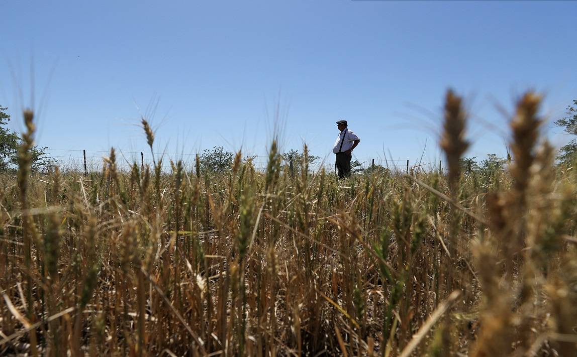 Lavoura de trigo afetada pela seca (REUTERS/Agustin Marcarian)