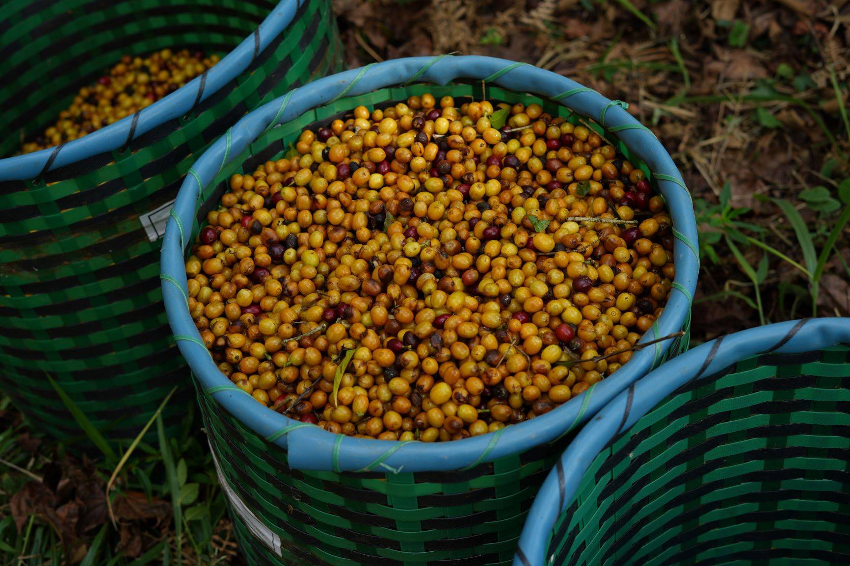 Café da Camocim. Crédito: Divulgação