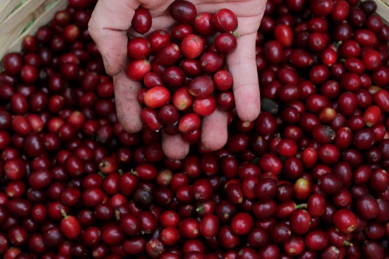 Grãos de café in natura
8/05/2021
REUTERS/Amanda Perobelli