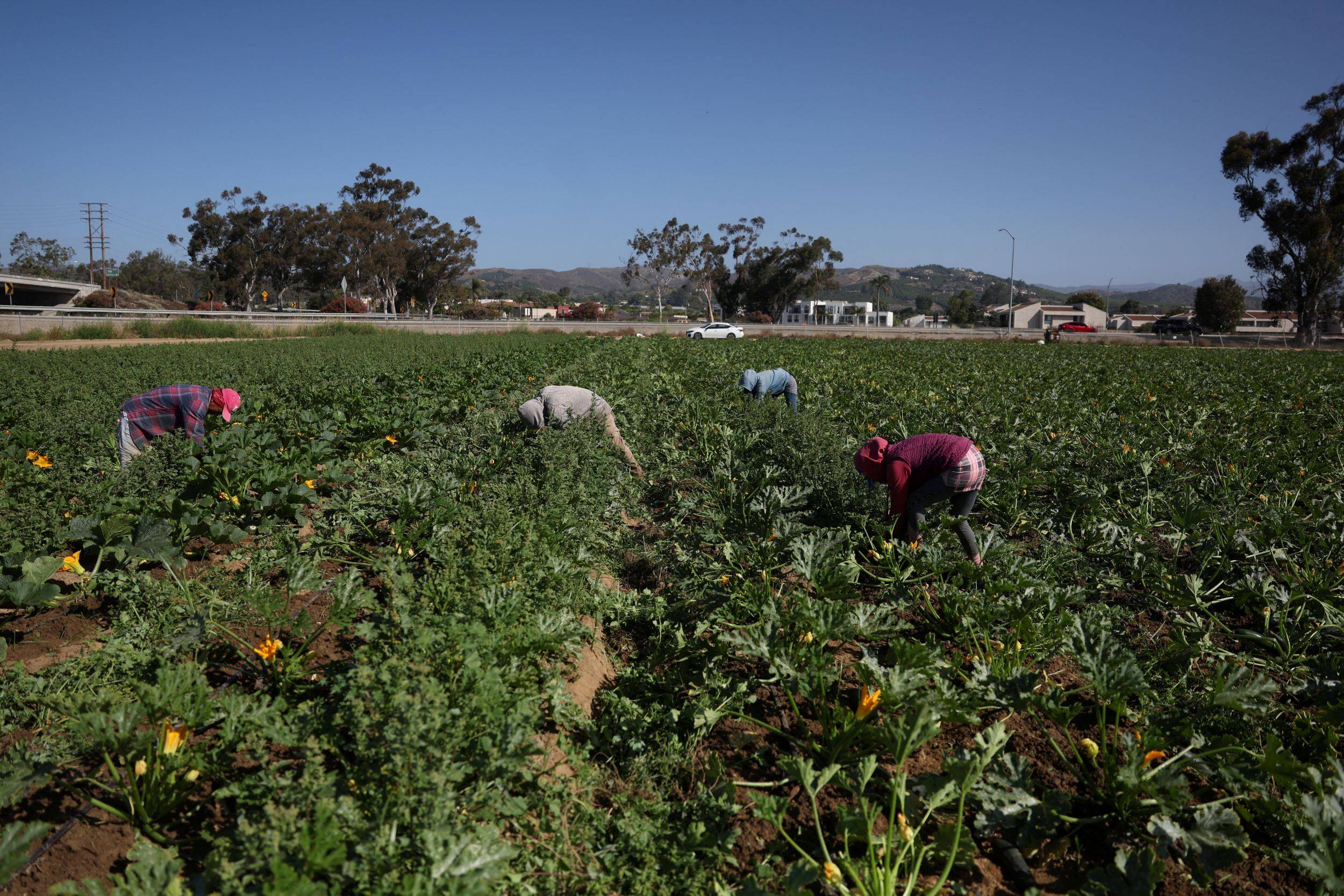 Trabalhadores imigrantes em colheita de safras na Califórnia. 22 de junho de 2025. REUTERS/Pilar Olivares