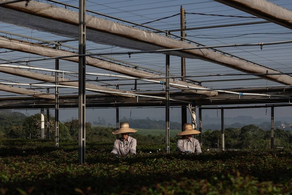 Trabalhadores cuidam de mudas em um viveiro da Suzano em Alambari, Brasil. Fotógrafa: Maira Erlich/Bloomberg

