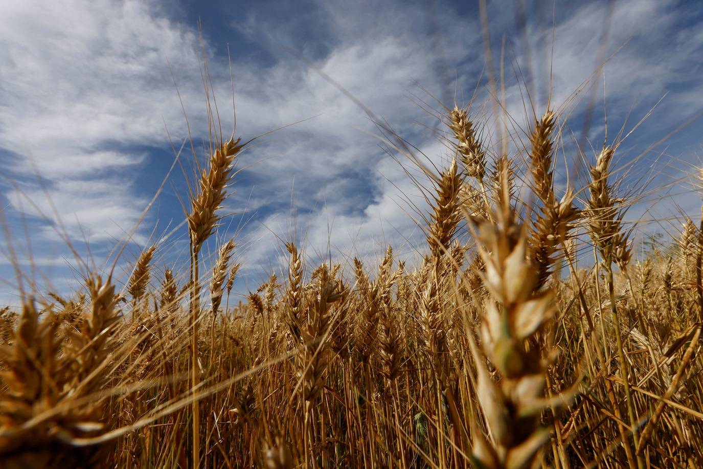 Campo de trigo em Arapongas, Brasil (Reuters)