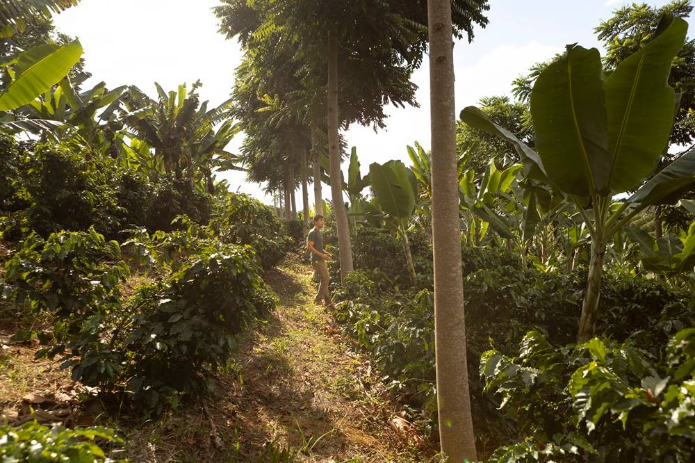 Agrofloresta na Fazenda Lobo (Divulgação)