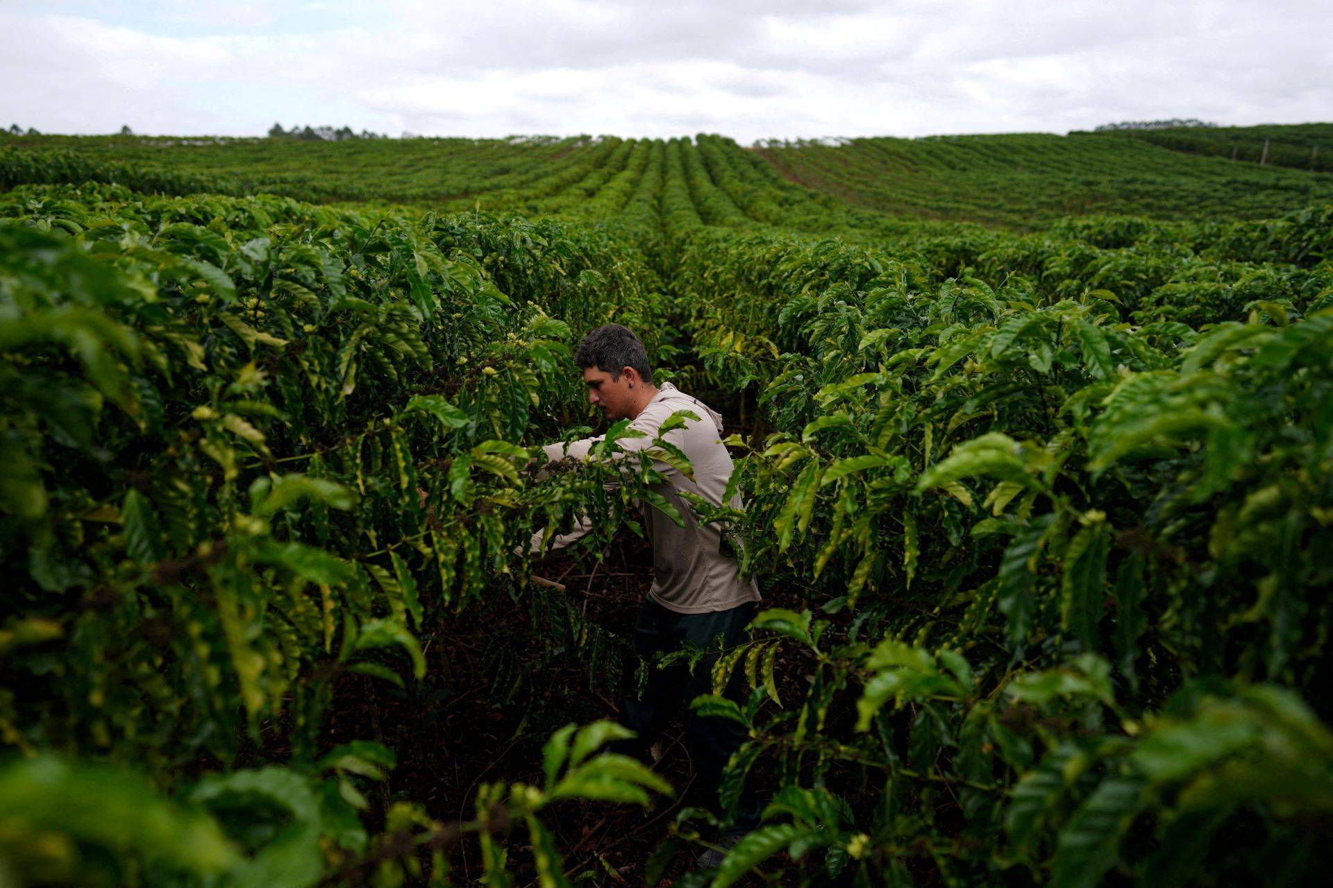 Plantação de café robusta em São Gabriel da Palha, Estado do Espírito Santo - 23/09/2025 (Foto: REUTERS/Alexandre Meneghini)