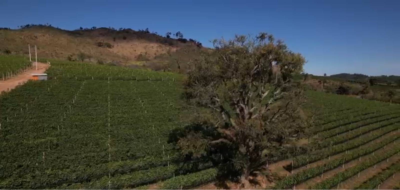 Rota do Vinho SP