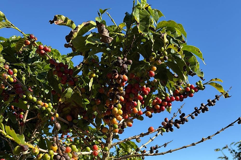 Plantação de café (Malu Dourado/InfoMoney)